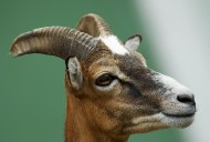 female mouflon (ovis ammon mu...