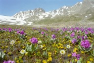Alpine meadows. National park...