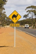 Sign (Caution Camels), Wester...