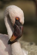 Caribbean Flamingo (Phoenicop...
