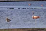 Caribbean Flamingo (Phoenicop...