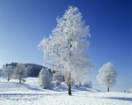winter time snow tree hoarfrost