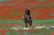 The shepherd in steppe, Alma-...