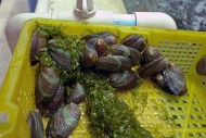 abalone mussels in breeding s...