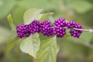 American Beautyberry (Callica...