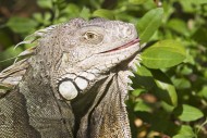 Iguana (Iguanidae) in the ope...