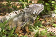 Iguana (Iguanidae) in the ope...