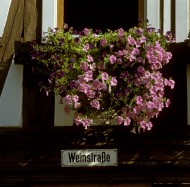 Flowers in a window box along...