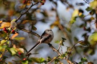 Long-tailed Tit (Aegithalos c...