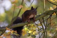 Eurasian Red Squirrel (Sciuru...