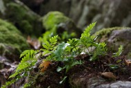 Rock overgrown with ferns (Pt...
