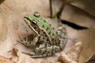 Balkan Water Frog or Levantin...