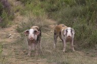 Pigs kept in free range husba...