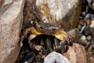 Italian Freshwater Crab (Pota...