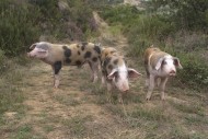 Free-range husbandry of pigs ...