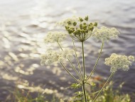 Yarrow (Achillea millefolium)...