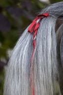 Horse tail, tail with red rib...