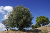 Olive trees (Olea europaea), ...
