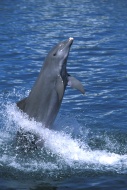 Common Bottlenose Dolphin (Tu...