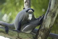 Brazza\'s Monkey (Cercopithec...