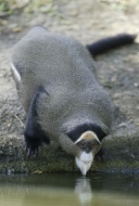 Brazza\'s Monkey (Cercopithec...