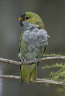 Purple-Crowned Lorikeet (Glos...