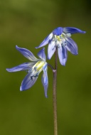 Alpine Squill (Scilla bifolia...