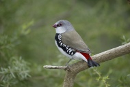 Diamond Firetail (Stagonopleu...