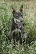 Dingo (Canis lupus dingo), yo...