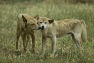 Dingo (Canis lupus dingo), pa...