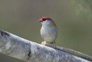 Red-browed Finch, Red Browed ...