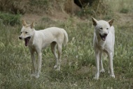 Dingo (Canis lupus dingo), yo...