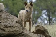 Dingo (Canis lupus dingo), ad...