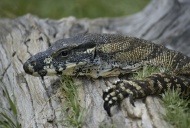 Lace Monitor Lizard or Lace G...