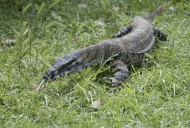 Lace Monitor Lizard or Lace G...
