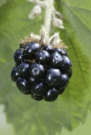 Blackberry (Rubus fruticosus)...