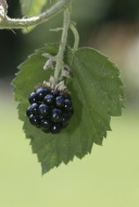 Blackberry (Rubus fruticosus)...
