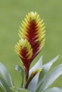 Bromelia (Vriesea psittacina)