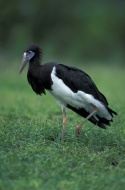 Abdim`s Stork, White-bellied ...