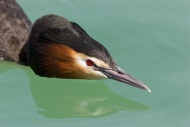 Great Crested Grebe (Podiceps...