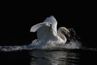 Mute Swan (Cygnus olor) furio...