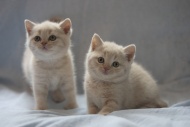 Kittens, Casrthusian (Silvest...