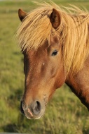 Portrait Icelandic Horse, Ice...