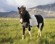 Icelandic Horse, Icelandic Po...