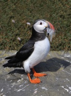 Atlantic Puffin (Fratercula a...