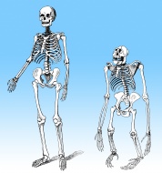 Comparison of the skeletons o...