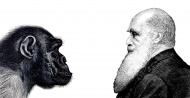 Drawing, Charles Darwin, chim...
