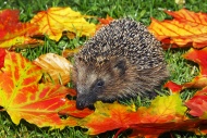 Young West European hedgehog,...