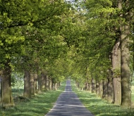 Oak-lined road, path, Oak (Qu...