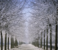 Lime-lined road in winter, Li...